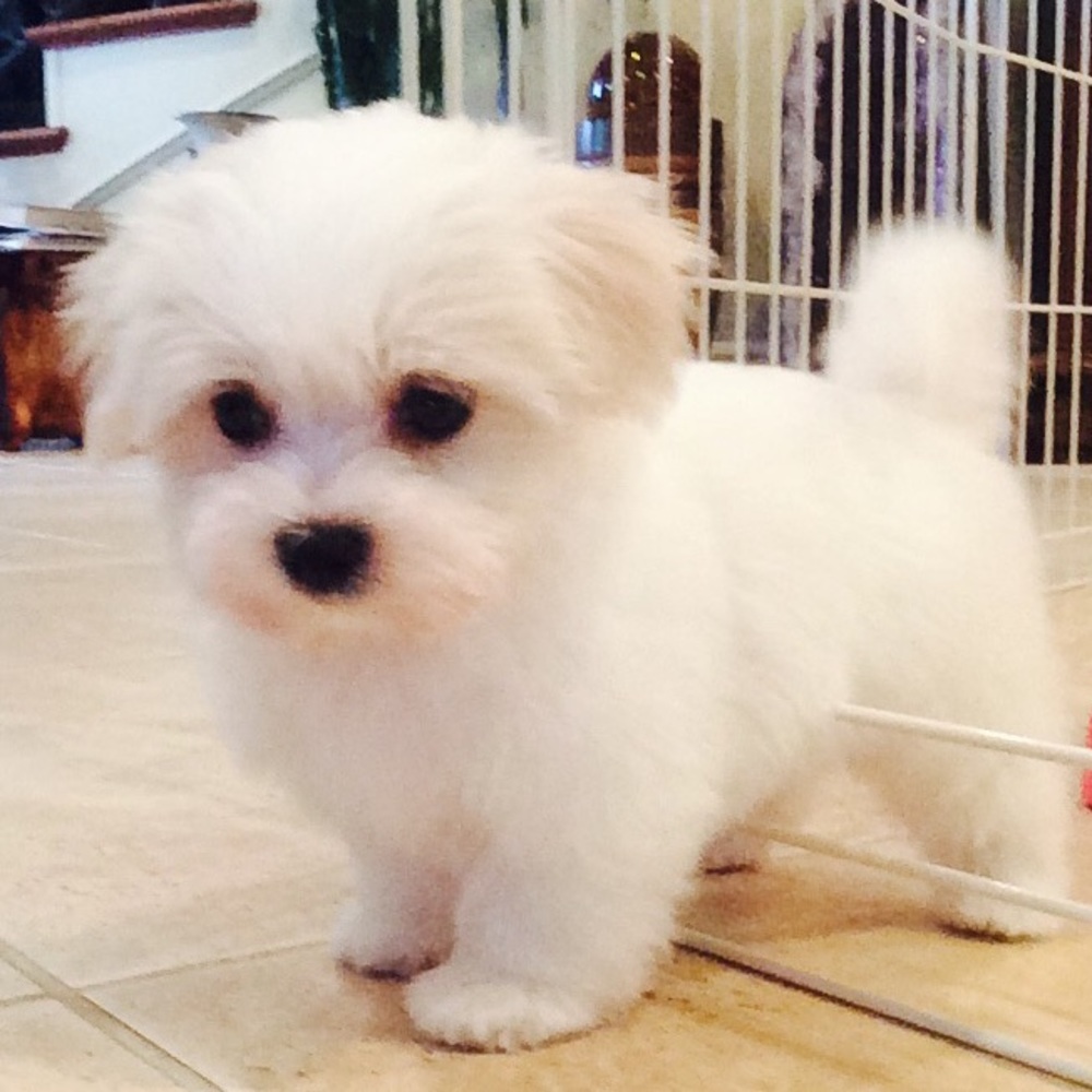 Meet your Posher, Sophia